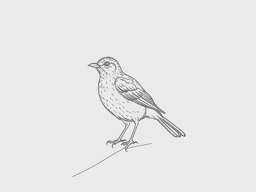 line art birds,bird drawing,bird outline,bird illustration,rosefinch,purple finch,Design Sketch,Design Sketch,Rough Outline