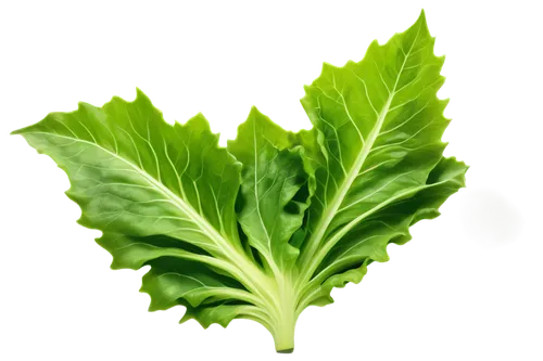 Fresh green lettuce, leafy greens, crispy texture, natural lighting, studio photography, shallow depth of field, 3/4 composition, soft focus, vibrant color tone, solitary subject, isolated on white ba