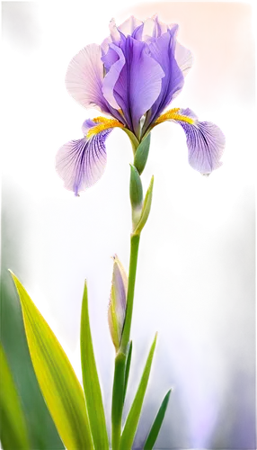 flowers png,algerian iris,purple irises,wild iris,irises,iris japonica,spiderwort,flower background,iris,swamp iris,purple flower,flower purple,tulipan violet,lavender flower,crown chakra flower,lisianthus,orchid flower,mixed orchid,gladiolus,lilac orchid,Illustration,Retro,Retro 08