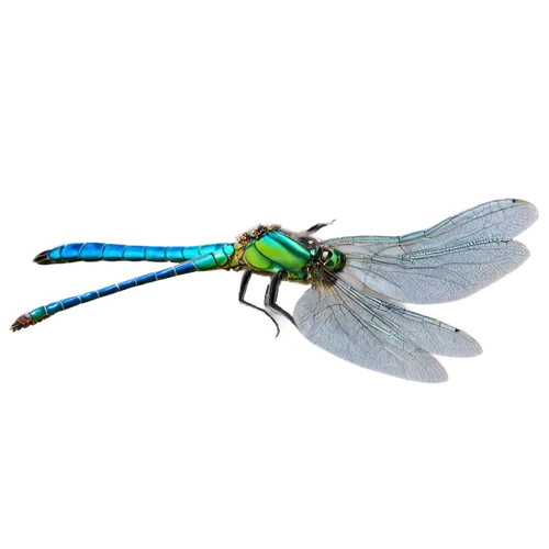 banded demoiselle,green-tailed emerald,gonepteryx cleopatra,dragonflies and damseflies,damselfly,coenagrion,dragonfly,spring dragonfly,blue-winged wasteland insect,dragon-fly,chrysops,gonepteryx rhamni,limnephilidae,hawker dragonflies,emerald lizard,membrane-winged insect,elapidae,dolichopodidae,aix galericulata,dragonflies,Illustration,Japanese style,Japanese Style 05