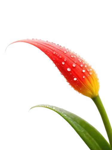 flowers png,rain lily,firecracker flower,heliconia,anthurium,dew drops on flower,turk's cap lily,flower background,blackberry lily,dewdrop,dew drop,red hot poker,tulip background,flower bud,lily flower,western red lily,flower opening,dewdrops,red flower,stamen,Illustration,Realistic Fantasy,Realistic Fantasy 26