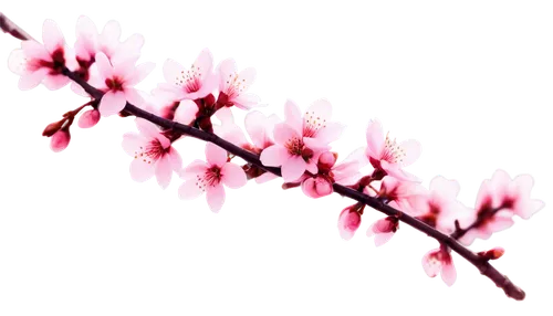 cherry blossom branch,cherry branches,sakura branch,cherry branch,ornamental cherry,japanese cherry,plum blossoms,japanese carnation cherry,sakura blossoms,sakura flower,japanese sakura background,plum blossom,sakura tree,prunus,sakura cherry tree,cherry blossom,pink cherry blossom,sakura flowers,japanese cherry blossom,flowers png,Art,Classical Oil Painting,Classical Oil Painting 23