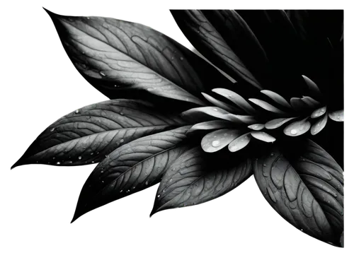 black hellebore,chrysanthemum background,flowers png,calathea,tropical leaf,magnolia leaf,foliage coloring,leaf background,lotus leaf,poisonous plant,floral digital background,leaves frame,clerodendrum,paper flower background,derivable,rose leaf,spring leaf background,japanese floral background,foliate,flower painting,Illustration,Japanese style,Japanese Style 10