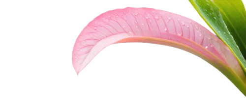 anthurium,gymea lily,flowers png,banana flower,peace lilies,heliconia,palm lily,tropical floral background,crinum,pink quill,lotus png,pink moccasin flower,calla lily,tropical leaf,palm leaf,pink tulip,strelitzia orchids,lotus leaf,strelitzia,ensete,Conceptual Art,Daily,Daily 03