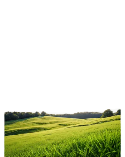 grain field panorama,landscape background,ricefield,paddy field,golf course background,green fields,field of cereals,rice field,farm background,green landscape,aaa,rice fields,yamada's rice fields,the rice field,grassland,meadow fescue,background vector,cornfield,grasslands,cropland,Illustration,Realistic Fantasy,Realistic Fantasy 22