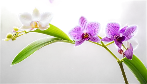 mixed orchid,laelia,phalaenopsis,phalaenopsis equestris,moth orchid,orchid flower,orchids,orchid,orchids of the philippines,spathoglottis,phalaenopsis sanderiana,laelia crispa,wild orchid,flowers png,lilac orchid,laelia albida,christmas orchid,butterfly orchid,cattleya,white with purple,Conceptual Art,Sci-Fi,Sci-Fi 04