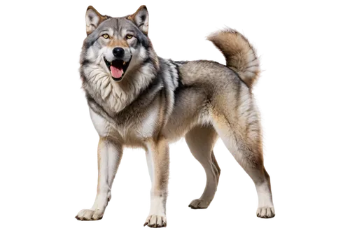 saarloos wolfdog,czechoslovakian wolfdog,northern inuit dog,kunming wolfdog,wolfdog,swedish vallhund,sakhalin husky,malamute,shiloh shepherd dog,tamaskan dog,greenland dog,norwegian elkhound,canidae,west siberian laika,swedish lapphund,formosan mountain dog,european wolf,east siberian laika,alaskan malamute,seppala siberian sleddog,Illustration,Retro,Retro 03