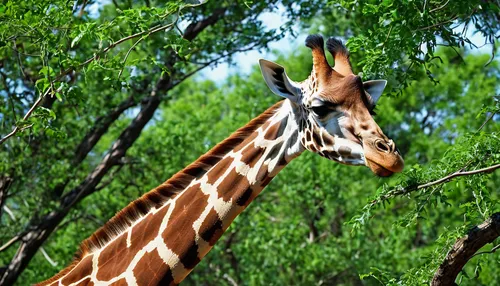 giraffidae,giraffe,giraffes,serengeti,two giraffes,botswana,zebra,san diego zoo,giraffe head,botswana bwp,okapi,animal mammal,kudu,animal kingdom,safari,giraffe plush toy,oxpecker,herman national park,tsavo,wildlife park,Photography,General,Realistic