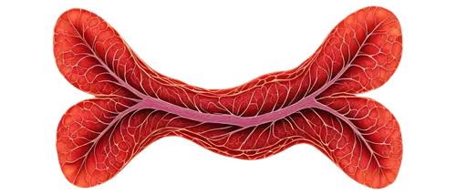 duodenum,ercp,duodenal,hypopharynx,gastrectomy,aorta,enterocolitis,pancreas,diverticulitis,esophagus,esophagitis,oropharyngeal,ileum,mediastinum,hyperparathyroidism,velopharyngeal,hypercholesterolemia,esophageal,gastroesophageal,inguinal,Illustration,Retro,Retro 17