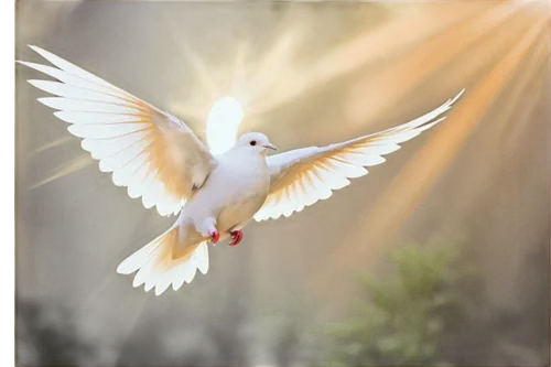 dove of peace,doves of peace,peace dove,holy spirit,white dove,pentecost,peacebuilding,divine healing energy,pentecostalist,peaceably,peacocke,beautiful dove,urantia,dove,peacemaking,doves,fairy tern,peacetime,acim,pentecostals,Art,Artistic Painting,Artistic Painting 41