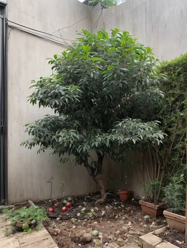 growing mandarin tree,sorbus intermedia,podocarpus,sorbus aucuparia,taxus baccata,curry tree,ornamental tree,ilex vomitoria,garden design sydney,fruit trees,ficus,dwarf tree,loquat,prunus subhirtella 