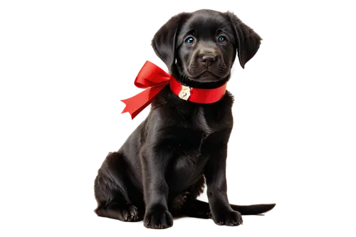 labrador retriever,christmas ribbon,labrador,chocolate labrador,german longhaired pointer,mastino,christmas pictures,chocolate lab,great dane,christmas bow,holiday bow,red bow,red ribbon,pet black,service dog,schnauss,dinozzo,weimaraner,labrada,mastiff,Art,Artistic Painting,Artistic Painting 51