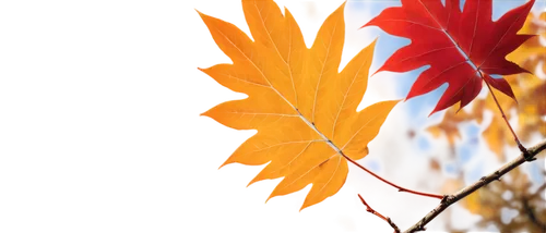 autumn background,autumn frame,colored leaves,autumn flower,leaves frame,autumn tree,fall leaf,autumn leaf,fall leaves,acers,leaf background,autumnalis,light of autumn,colorful leaves,autumn foliage,red leaves,autumnal leaves,autumn leaves,flame flower,fall foliage,Illustration,Abstract Fantasy,Abstract Fantasy 16