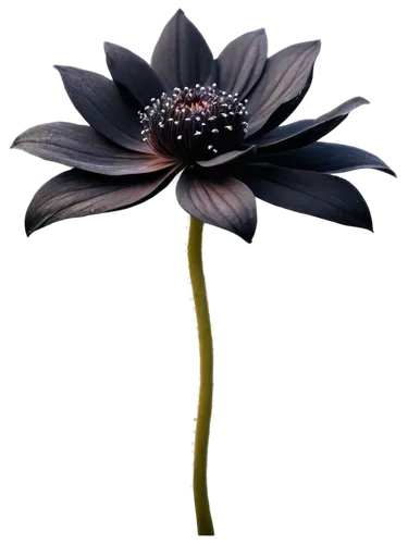 flowers png,black hellebore,lotus png,ikebana,decorative flower,echinacea purpurea,artificial flower,two-tone flower,coneflower,lotus ffflower,elven flower,widow flower,echinacea,flower illustrative,flower illustration,single flower,crown chakra flower,purple coneflower,funnel flower,chocolote cosmos,Photography,Documentary Photography,Documentary Photography 34