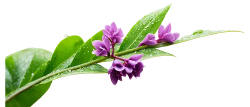 exotic plant, green leaves, curly tendrils, vibrant purple flowers, delicate petals, water droplets, morning dew, natural light, 3/4 composition, soft focus, warm color tone, cinematic lighting, shall