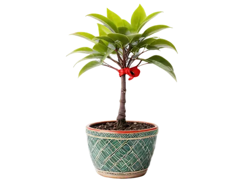 potted palm,potted tree,potted plant,growing mandarin tree,container plant,terracotta flower pot,pot plant,money plant,plant pot,dwarf tree,rank plant,japanese kuchenbaum,norfolk island pine,indoor plant,androsace rattling pot,houseplant,garden pot,ornamental plant,tangerine tree,scaphosepalum,Illustration,Abstract Fantasy,Abstract Fantasy 22