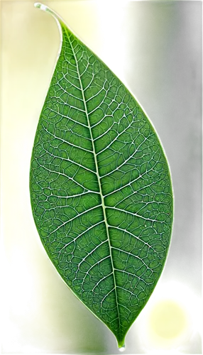 leaf structure,magnolia leaf,tropical leaf,leaf veins,mape leaf,fan leaf,fern leaf,ginkgo leaf,jungle leaf,beech leaf,grape leaf,fig leaf,custody leaf,coconut leaf,lotus leaf,tree leaf,leaf,chestnut leaf,acorn leaf,water lily leaf,Illustration,Black and White,Black and White 03