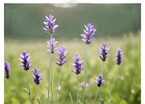 lavender flowers,lavender flower,lavender oil,the lavender flower,lavandula,camassia,lavander,vintage lavender background,lavenders,lavender cultivation,lavender,lavander products,lavendar,muscari,lavender bunch,defends,milkwort,lavender field,vervain,lupinus,Illustration,Realistic Fantasy,Realistic Fantasy 29