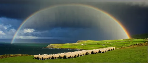 Dramatic Irish Landscape with Stormy Weather and Rain Shower over Ballinskelligs Bay with colourful Rainbow. Group of Sheep on Green Grass Field with Fishermen Boat and the wild Atlantic Cliff Coastli