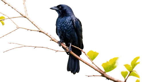 Black crow, solo, glossy feathers, sharp beak, bright eyes, perching on branch, dark wings spread wide, morning dew, soft sunlight filtering through leaves, 3/4 composition, shallow depth of field, wa