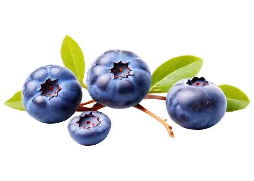 blueberries,bilberries,blue eggs,blue spheres,blue grapes,bilberry,johannsi berries,berries,berry fruit,gooseberry family,dewberry,myosotis,pome fruit family,fruit blossoms,goose berries,blue flowers,blueberry,muglia,ripe berries,blue flax,Art,Classical Oil Painting,Classical Oil Painting 40