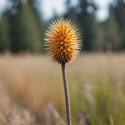 teasel,arctium,durian seed,seed head,wiwaxia,burdock