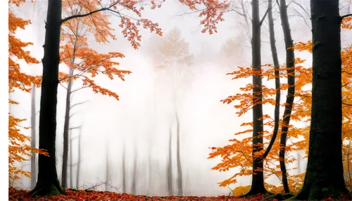 autumn forest,foggy forest,autumn background,autumn fog,deciduous forest,autumn scenery,forest background,mixed forest,foggy landscape,autumn trees,forest landscape,germany forest,nature background,autumn landscape,autumn morning,autumn idyll,forest,forestland,autumn,autumn day,Illustration,Black and White,Black and White 20