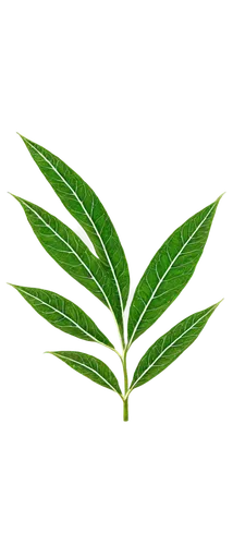 tea plant,curry leaves,hojicha,bay leaf,mape leaf,tropical leaf,tropical leaf pattern,loose tea leaves,ceylon tea,bay-leaf,morinda citrifolia,custody leaf,foliage leaf,walnut leaf,mandarin leaves,oleaceae,tea leaf,longjing tea,stevia,coconut leaf,Illustration,Paper based,Paper Based 16