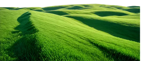 gras,green wallpaper,grasslike,green grain,green fields,block of grass,green landscape,grassy,grass,green grass,green wheat,shifting dunes,grasslands,green meadow,green valley,ricefield,grassland,moss landscape,grassman,long grass,Conceptual Art,Oil color,Oil Color 16