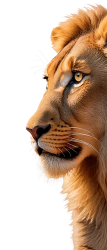 male lion,african lion,lion,panthera leo,female lion,skeezy lion,lion head,lion - feline,masai lion,lioness,forest king lion,lion number,felidae,to roar,tiger png,roar,scar,tiger head,lion king,liger,Conceptual Art,Sci-Fi,Sci-Fi 15