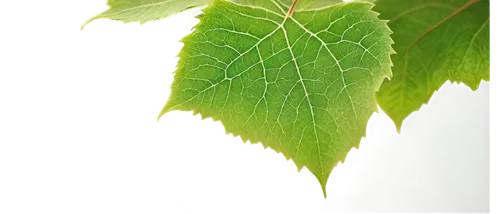 beech leaf,grape leaf,nettle leaves,currant leaves,vine leaves,chestnut leaf,fig leaf,thunberg's fan maple,beech leaves,leaf maple,mammoth leaf,wild grape leaves,european beech,slippery elm,grape leaves,leaf structure,chestnut with leaf,leaf background,chestnut leaves,fan leaf,Illustration,Japanese style,Japanese Style 21