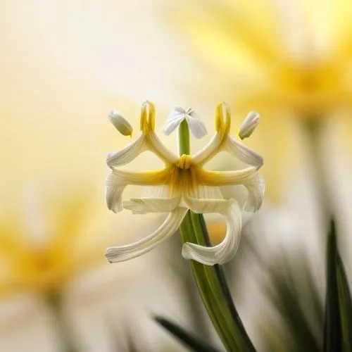 madonna lily,lilium candidum,ornithogalum,tuberose,white lily,the trumpet daffodil,easter lilies,narcissus pseudonarcissus,ornithogalum umbellatum,iridaceae,african lily,lilien,garden star of bethlehem,narcissus,daff,lilium,fritillaria imperiali,star of bethlehem,yellow bell flower,tulipa sylvestris,Realistic,Flower,Daffodil