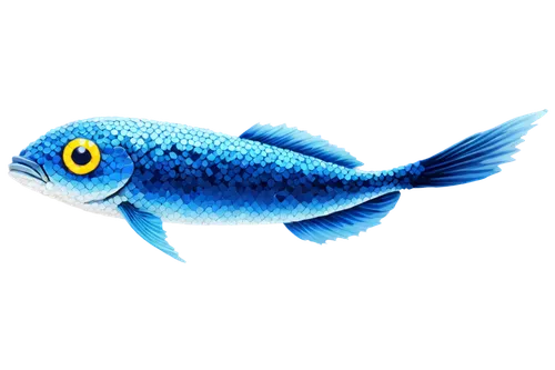 blue fish,blue stripe fish,damselfish,ornamental fish,cichlid,mosquitofish,oreochromis,icefish,coelacanth,fishbase,blue angel fish,playfish,fundulus,freshwater fish,marine fish,filefish,poisson,fish in water,guardfish,snapfish,Illustration,Japanese style,Japanese Style 09