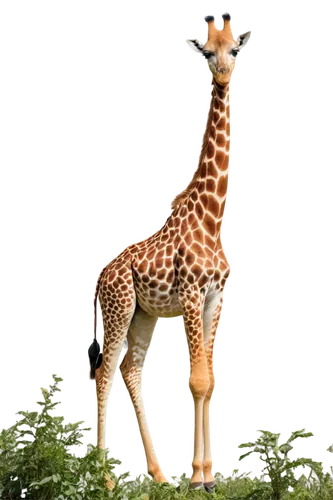 Long-necked animals, giraffes, solo, savannah habitat, morning sunlight, soft fur, brown coat, white belly, long eyelashes, gentle eyes, eating leaves from tall trees, standing upright, realistic text