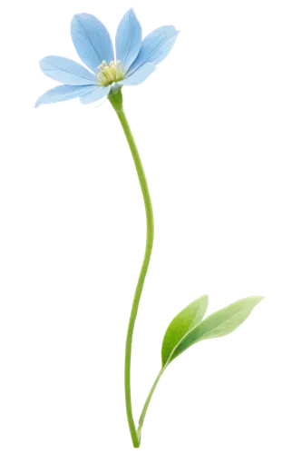 flowers png,minimalist flowers,mountain bluets,flower illustration,dayflower,windflower,blue flower,flower illustrative,gentiana,linum bienne,forget-me-not,forget-me-nots,anthers,gentian,linum,lotus png,illustration of the flowers,alpine forget-me-not,bookmark with flowers,blue petals,Conceptual Art,Graffiti Art,Graffiti Art 04