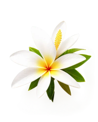 white plumeria,plumeria,flowers png,frangipani,lotus png,white lily,lily flower,flower background,lotus leaf,ylang-ylang,white floral background,palm lily,tropical floral background,natal lily,bird of paradise flower,white trumpet lily,exotic flower,pineapple lily,minimalist flowers,fragrant white water lily,Conceptual Art,Fantasy,Fantasy 02