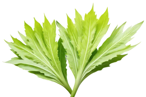 parsley leaves,spring leaf background,fenchel,celery stalk,cabbage leaves,green leaf,aaaa,wheatgrass,green wallpaper,defend,patrol,wild celery,celery plant,shrub celery,green background,wheat grass,cleanup,citronella,cyperus,houseleek,Photography,Fashion Photography,Fashion Photography 26