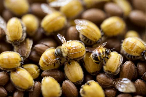 bee eggs,fregula,seeds,pine nut,coffee grains,coccinellidae,pine nuts,kernels,varroa,grains,seed,hazelnuts,corn kernels,honeybees,mustard seeds,mustard seed,seed wheat,geophaps plumifera,honey bees,fenugreek