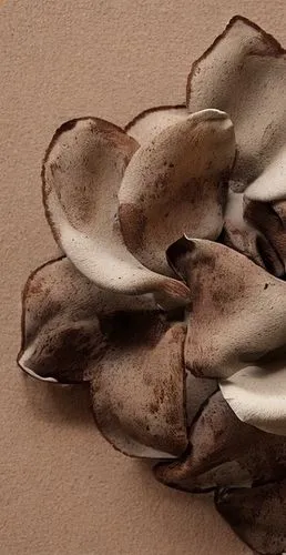 magnoliaceae,pleurotus,seedpods,asclepiadaceae,sapotaceae,magnolia leaf