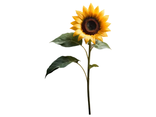 helianthus occidentalis,helianthus,small sun flower,stored sunflower,woodland sunflower,helianthus annuus,sunflower paper,sunflower,flowers png,helianthus sunbelievable,helianthus tuberosus,sunflower lace background,rudbeckia nidita,rudbeckia,yellow gerbera,sun flower,sunflowers in vase,rudbeckia fulgida,calenduleae,rudbeckia nitida,Illustration,Abstract Fantasy,Abstract Fantasy 18