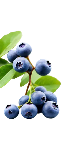 Blueberries, ripe, juicy, small, round, plump, sweet, shiny skin, green calyx, stem attached, morning dew, soft natural light, macro shot, shallow depth of field, warm color tone, cinematic compositio