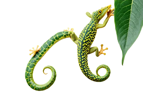 anahata,green tree snake,malagasy taggecko,emerald lizard,green snake,rod of asclepius,green dragon,day gecko,sri lanka,morelia viridis,basilisk,green lizard,quetzal,iguanidae,tree snake,green mamba,elegans,patrol,iguania,quamoclit lobata,Art,Artistic Painting,Artistic Painting 07