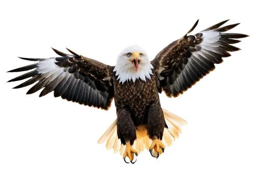 eagle vector,eagle,eagle drawing,eagle illustration,american bald eagle,bald eagle,african eagle,imperial eagle,eagleman,white eagle,fish eagle,of prey eagle,finagle,aguila,mongolian eagle,sea head eagle,eagels,eagle eastern,gray eagle,eagles,Photography,Black and white photography,Black and White Photography 13