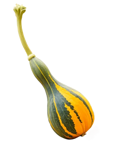 cucuzza squash,gem squash,figleaf gourd,cucurbita,pointed gourd,bitter gourd,scarlet gourd,gourd,squash,winter squash,acorn squash,calabaza,decorative squashes,gourds,ornamental gourds,summer squash,snake gourd,cucurbit,bottle gourd,butternut squash,Illustration,Retro,Retro 19