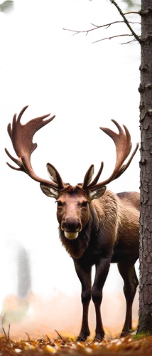 elk,wapiti,elk bull,moose,caribou,mooseport,bull moose,windigo,ceratopsid,moose antlers,ceratopsians,buffalo plaid antlers,huemul,buffalo plaid deer,monoceros,bullmoose,stag,antlered,bull elk on lateral moraine,cervus elaphus,Art,Classical Oil Painting,Classical Oil Painting 25