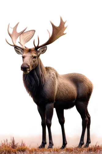 elk,male deer,kudu,antlered,venado,kudu buck,huemul,european deer,glowing antlers,red-necked buck,elk bull,pere davids male deer,deer bull,wapiti,red deer,cervus elaphus,stag,antler velvet,whitetail buck,odocoileus,Illustration,Retro,Retro 26