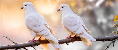 short-billed corella,cockatoos,white pigeons,little corella,white dove,doves of peace,black-winged kite,ringed doves,silver gulls,doves,white pigeon,pair of pigeons,white grey pigeon,sulphur-crested cockatoo,black-shouldered kite,parakeets,parrot couple,two pigeons,budgerigars,black headed gulls,Art,Classical Oil Painting,Classical Oil Painting 02