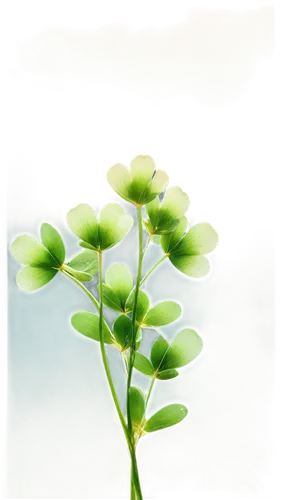 flowers png,trifolium,pennywort,trifolium medium,clover leaves,garden cress,rockcress,narrow clover,redwood sorrel,bluish white clover,galium,moringa,trollius download,upright yellow sorrel,lily of the valley,miner's lettuce,monocotyledon,water spinach,jade flower,aquatic plant,Conceptual Art,Fantasy,Fantasy 17