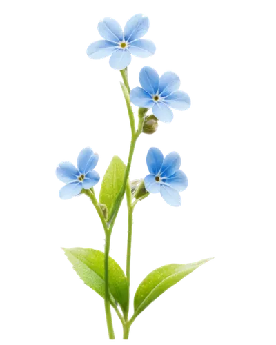 blu flower,blue flower,flowers png,flower wallpaper,flower background,blue flowers,blue petals,blue butterfly background,mountain bluets,dayflower,myosotis,starflower,butterwort,blue daisies,forget me nots,forget me not,plumbago,minimalist flowers,blume,magic star flower,Art,Classical Oil Painting,Classical Oil Painting 23