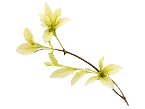 Azalea, diseased plant, infected leaves, yellowing petals, black spots, fungal infection, powdery mildew, leaf curl, stem canker, wilted flowers, soft focus, natural light, 3/4 composition, shallow de